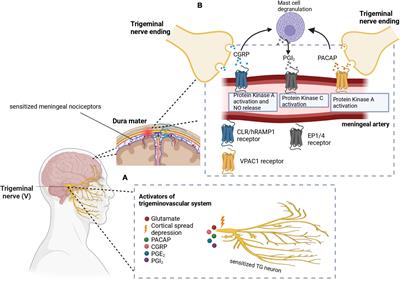 Advances in understanding migraine pathophysiology: a bench to bedside review of research insights and therapeutics